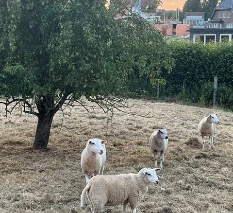 Karaktervolle woning met bijgebouwen en stallingen in hartje Zarlardinge